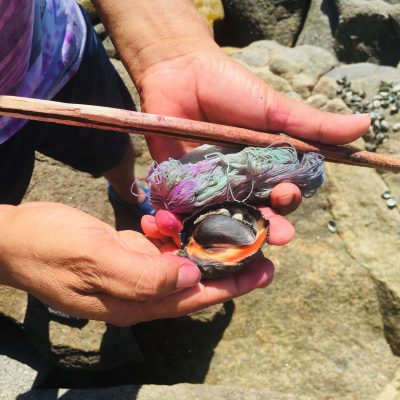 Fratini Purple dye mollusc